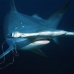 shark_hammerhead_scalloped_ci_h_0060_cr.jpg